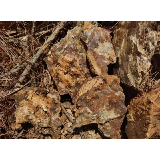 Processing Test of Oxidized Gold Ore